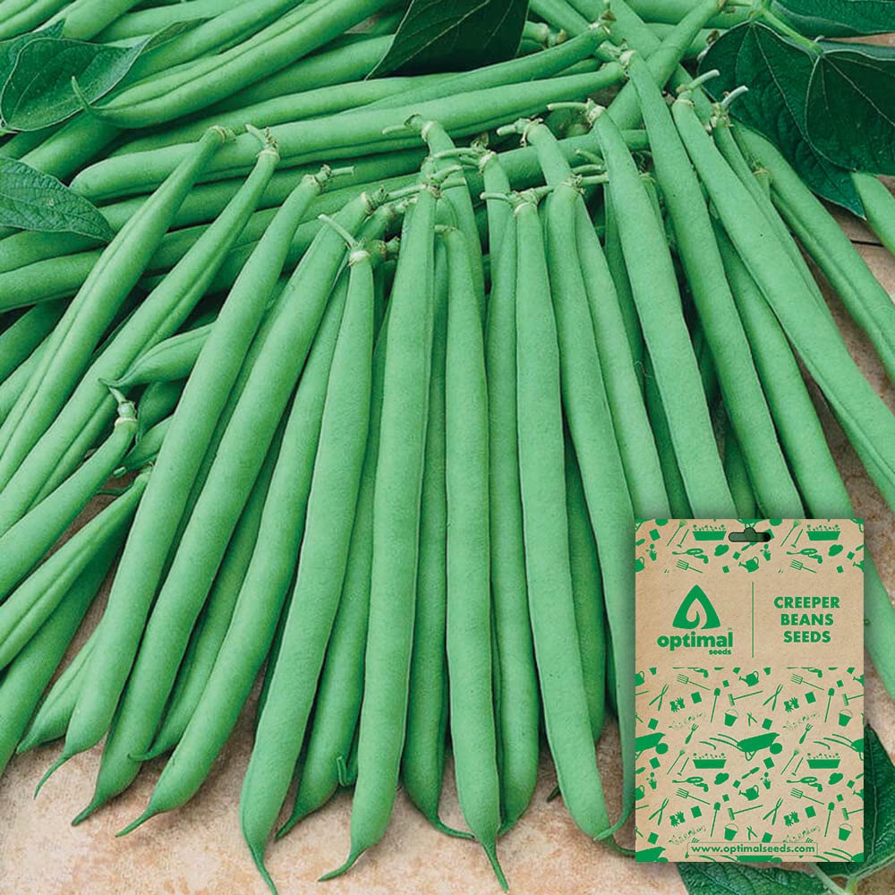 Optimal Seeds Creeper Beans Vegetable Seeds (B0B5ZP3XQK) Amazon Price History, Amazon Price Tracker