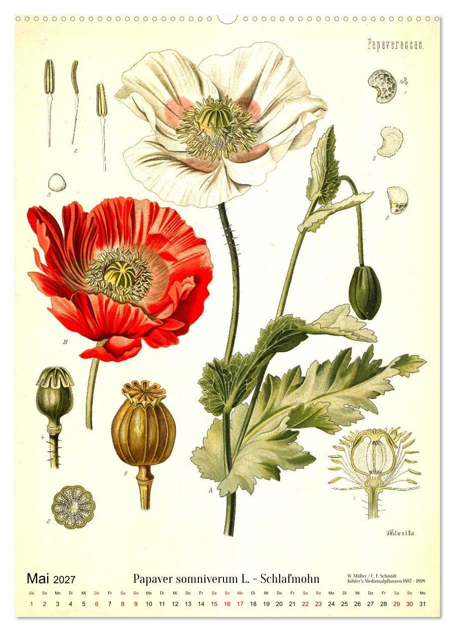 Historische Pflanzenportraits - Heilpflanzen Lithographien von W. Müller (hochwertiger Premium Wandkalender 2027 DIN A2 hoch), Kunstdruck in ... Detailtreue und Farbigkeit. (CALVENDO Natur)