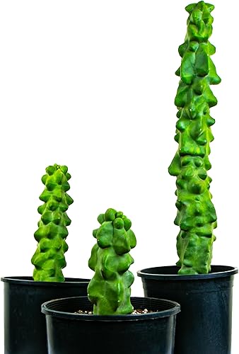 Vista 2 de Cactus Outlet - Totem Pole Live Cactus, plantas de cactus vivas, plantas vivas para uso en interiores y exteriores, 12-18 pulgadas, cactus vivo