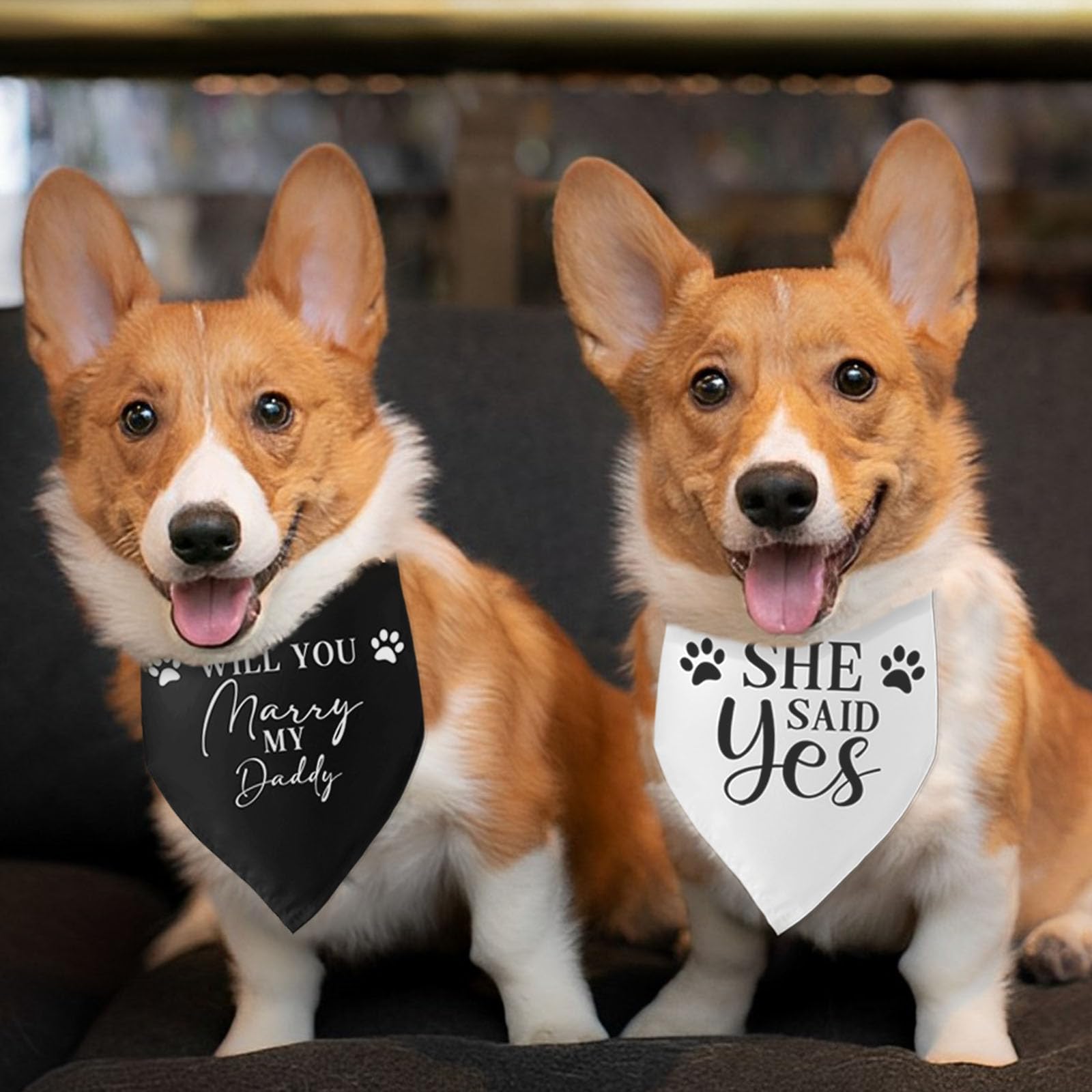 HDGDT Hundehalstuch Verlobung - Will You Marry My Daddy Set 45x61cm