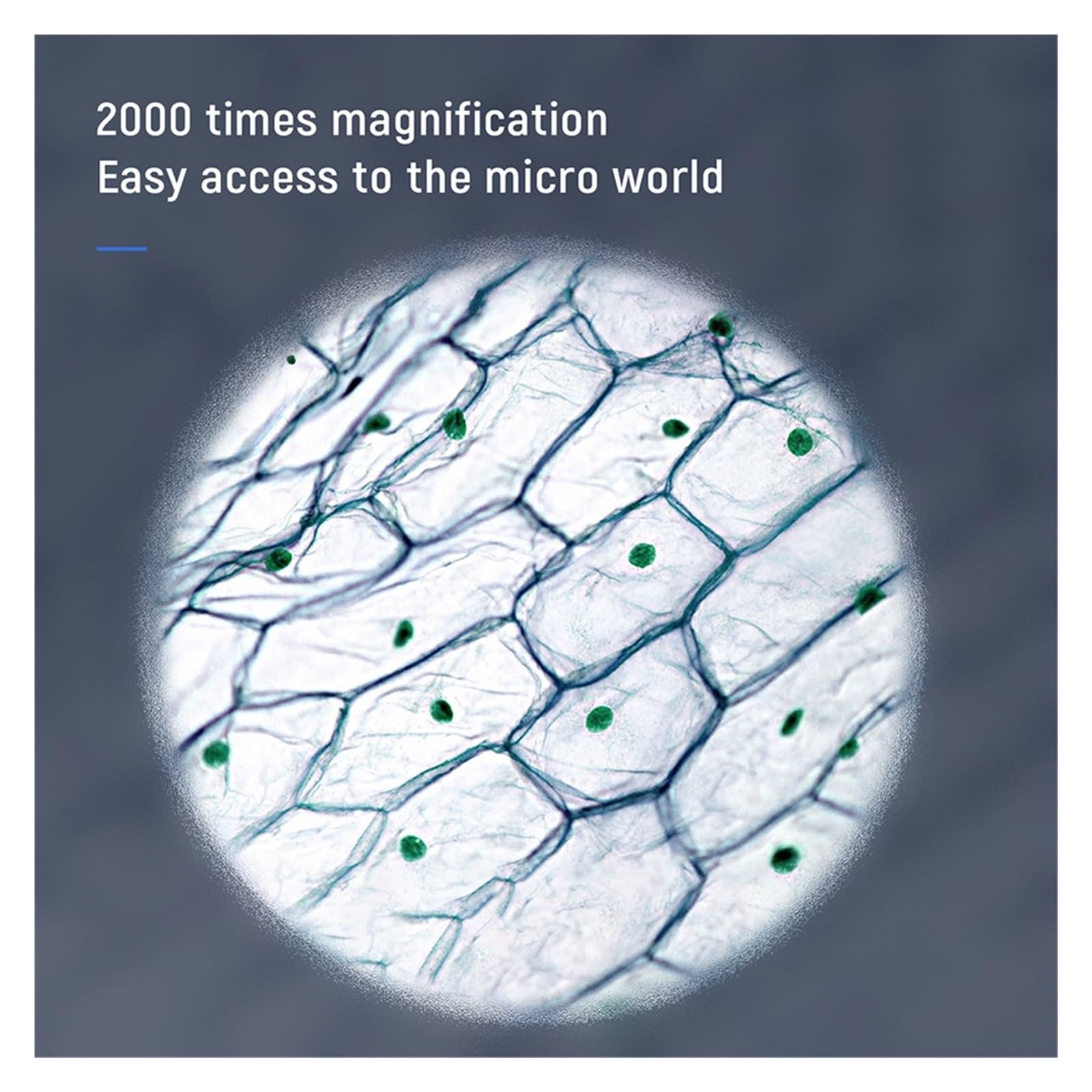 Amazon.co.jp: コイン顕微鏡 プロフェッショナル 2000X 5MP HD デジタル Wifi 顕微鏡 USB  顕微鏡、電子はんだ付け用、デュアルレンズ付き : 家電＆カメラ