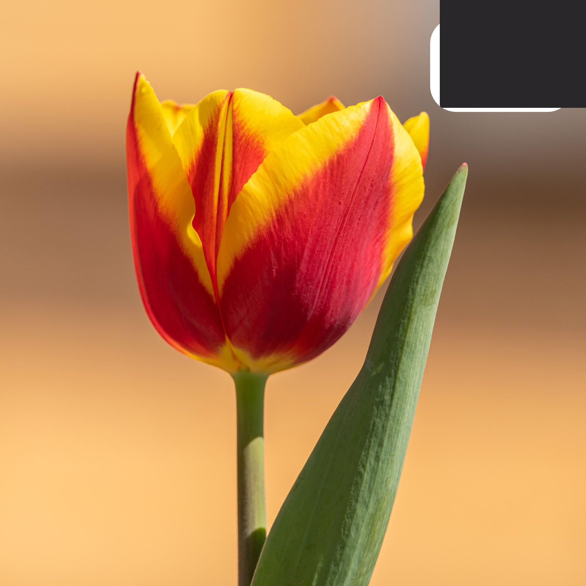 Bulbos de tulipán 'Jan Seignette' | 20 Piezas | Tulipán rayado rojo-amarillo - 30-50cm - Ø5cm - bulbo de flor - Planta de jardín