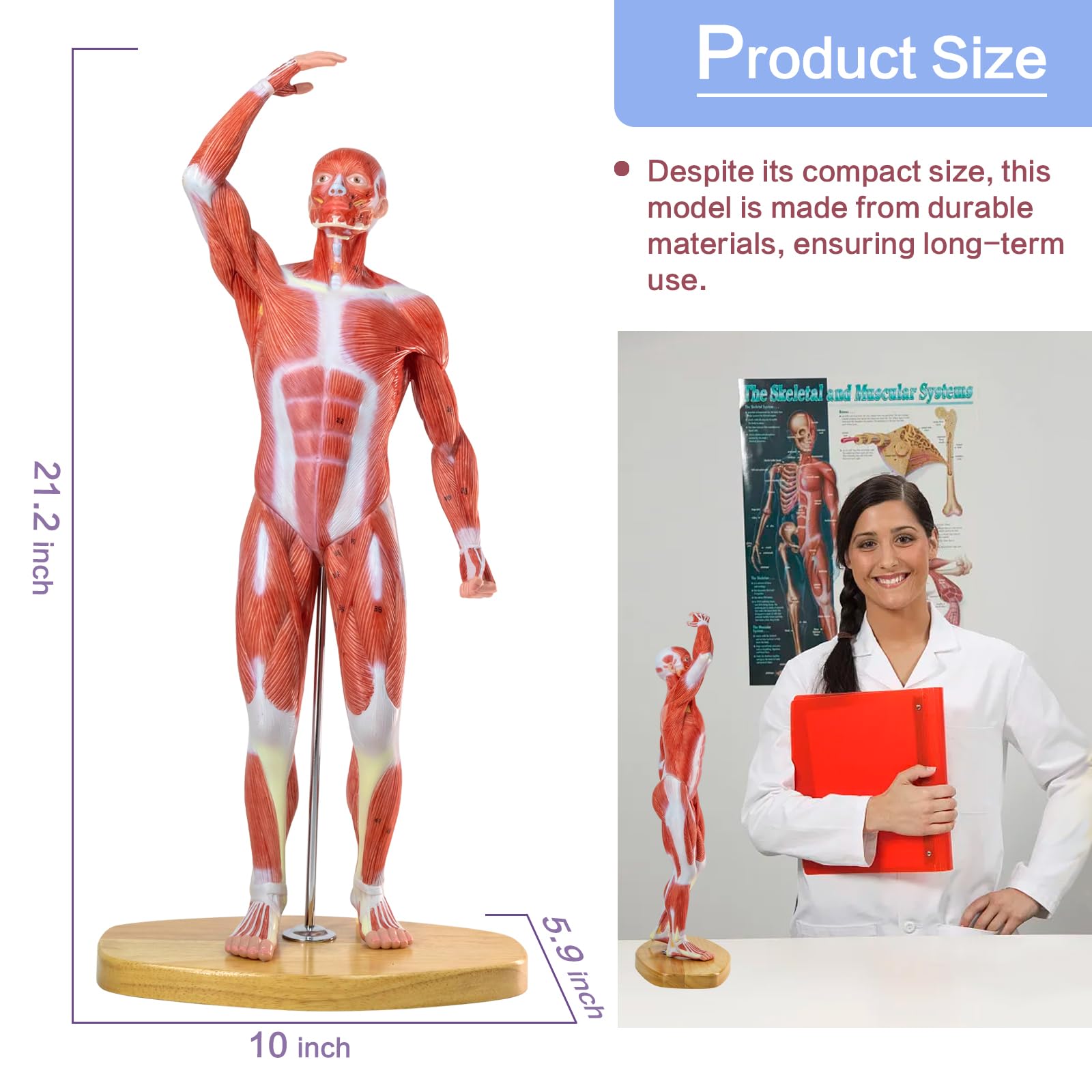 The Muscular System 人体筋肉系統図　　2面立て掛け Amazon.co.jp: HADWYN 50.8 cm 人間の筋肉モデル ミニチュア筋肉