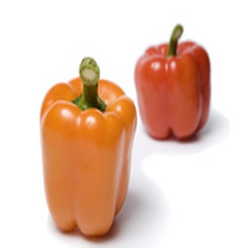 Black Bean Pizza - //medicalbooks.filipinodoctors.org