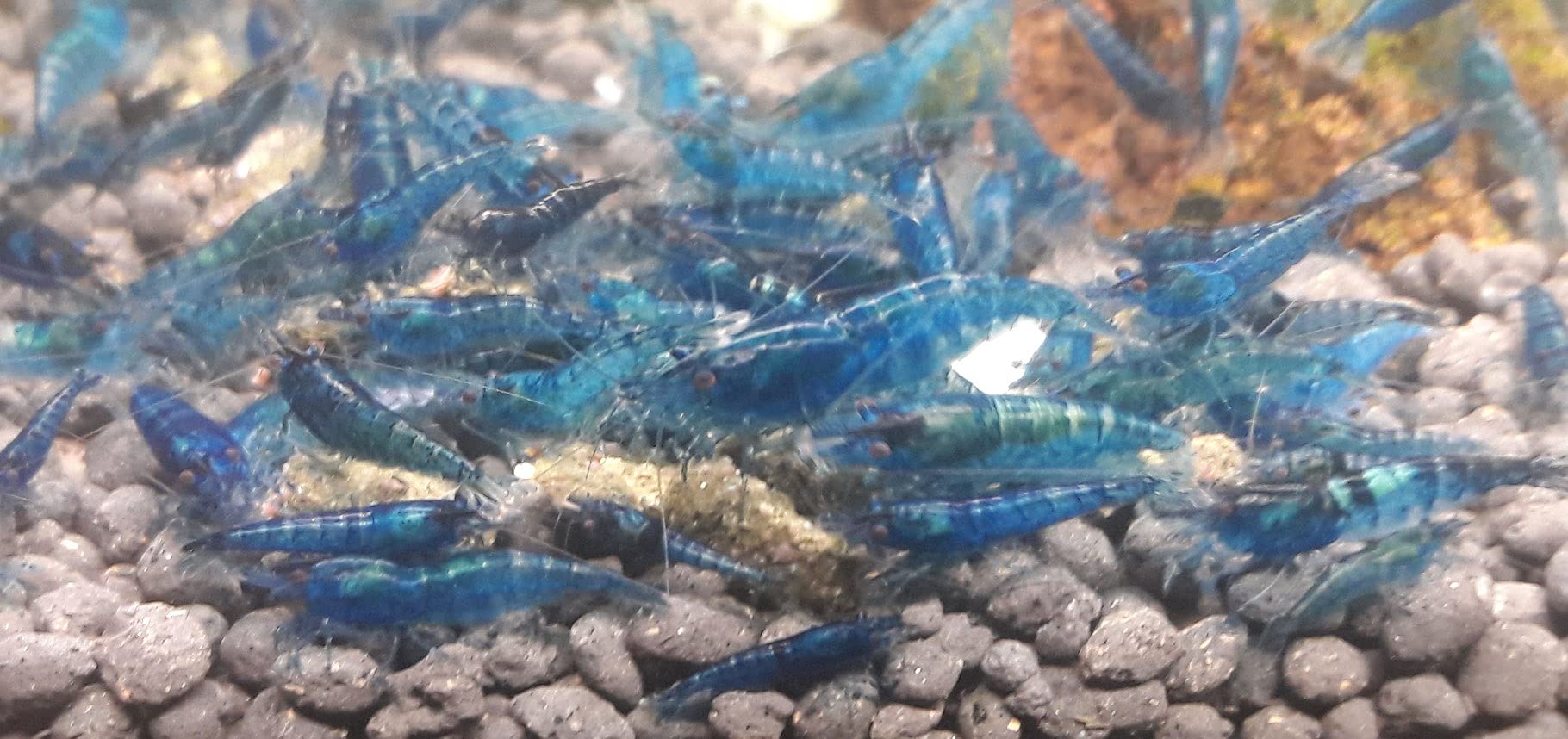 Blue Dream Garnele 10 Stück