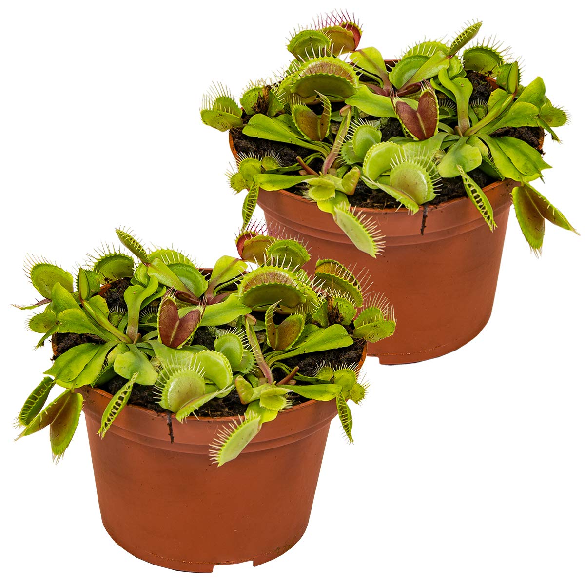Bloomique - Lot de 2 - Dionaea Muscipula - Dionée Attrape-Mouche - Plante Carnivore - Plantes d’intérieur - Hauteur 10-15 cm - Pot 12 cm