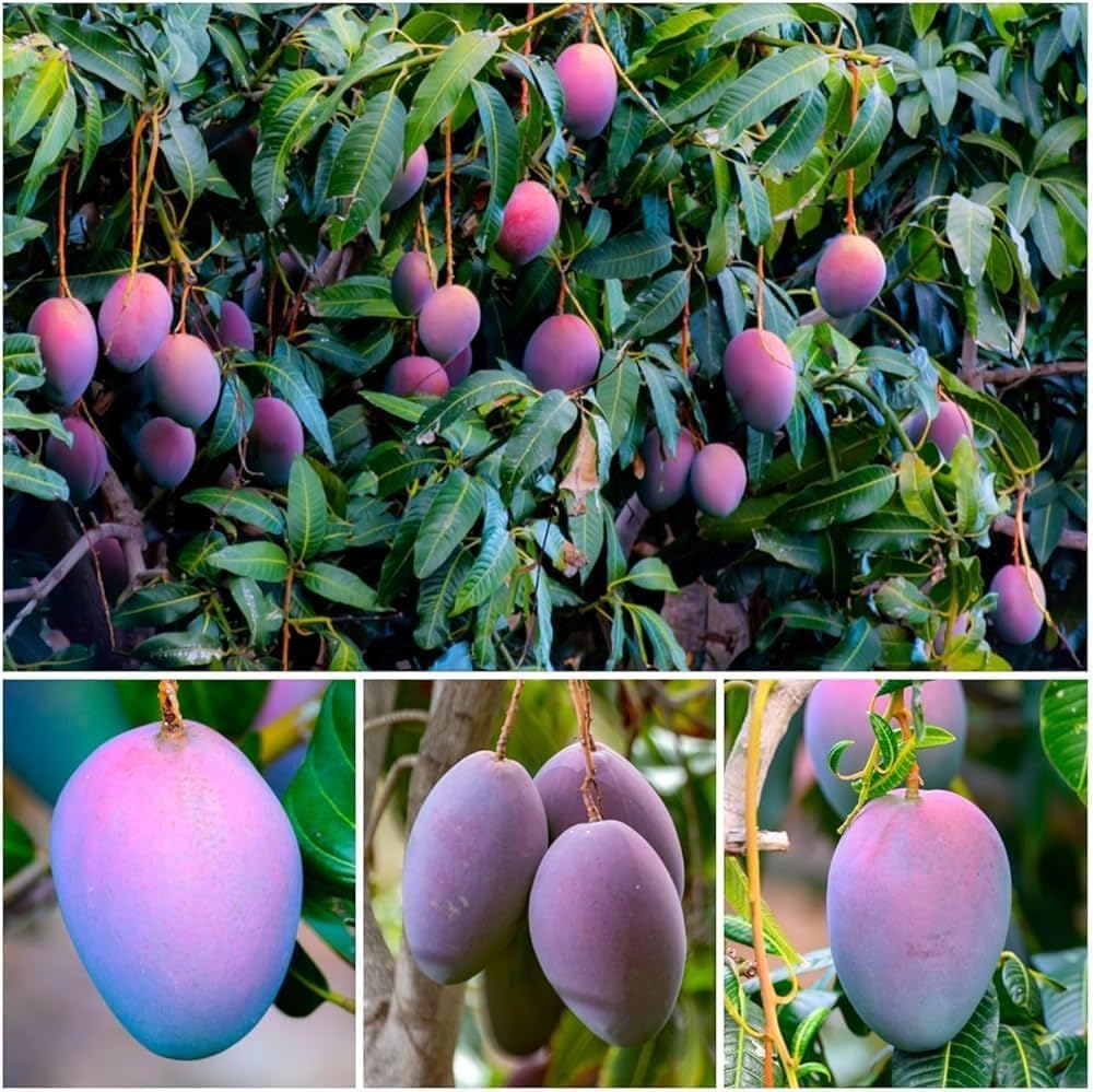 Original Miyazaki Mango plant Original Grafted Fruit Tree(Height 1.5-3 Feet) live Plant Hybrid Plant Fruit In Just 2-3 Years Perfect For Home Gardens Mango Tree (pack of 1) T_99