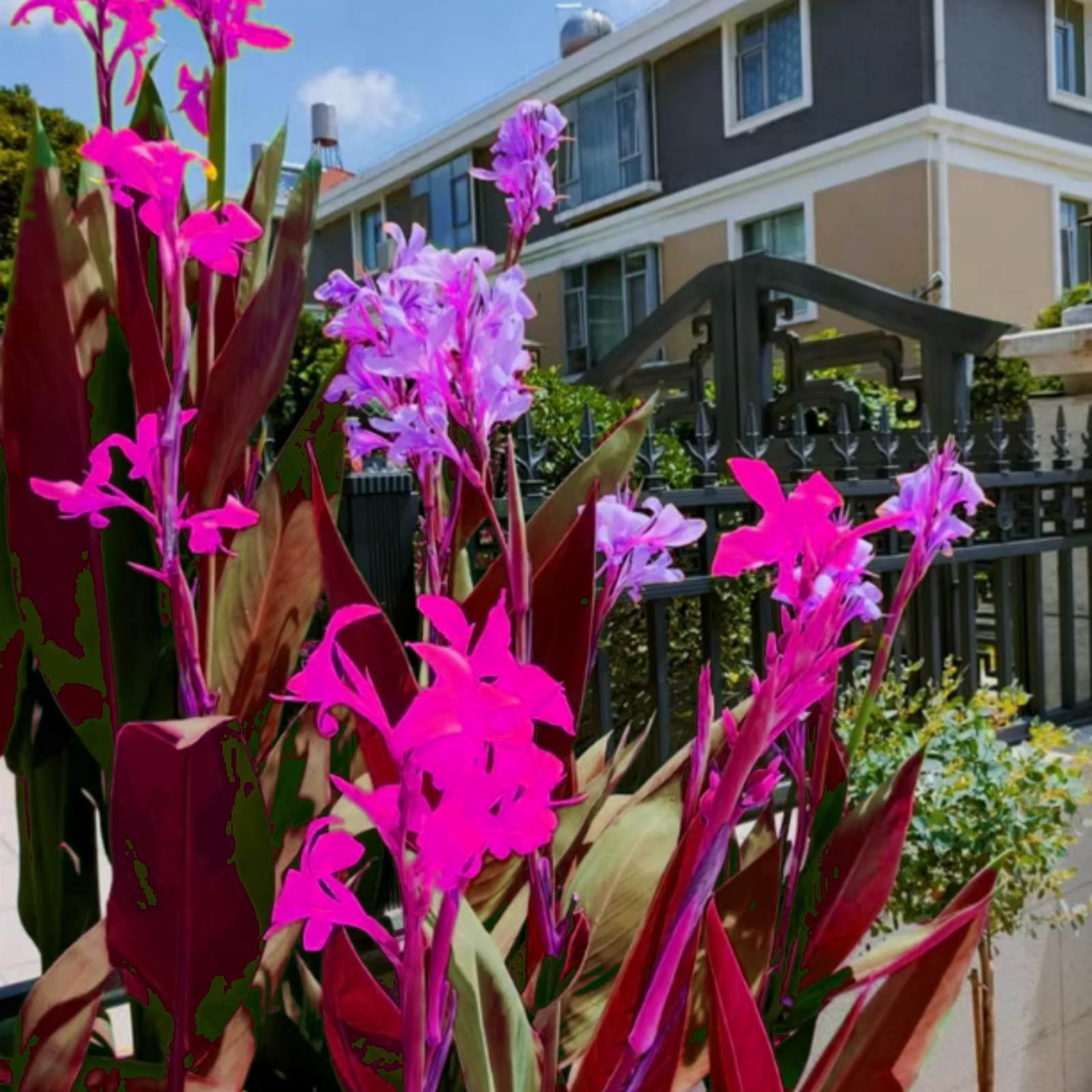 Hardy,Giant Canna Lily Bulbs,Perennial,Professional for Brilliant Garden Displays-1 Bulb-G