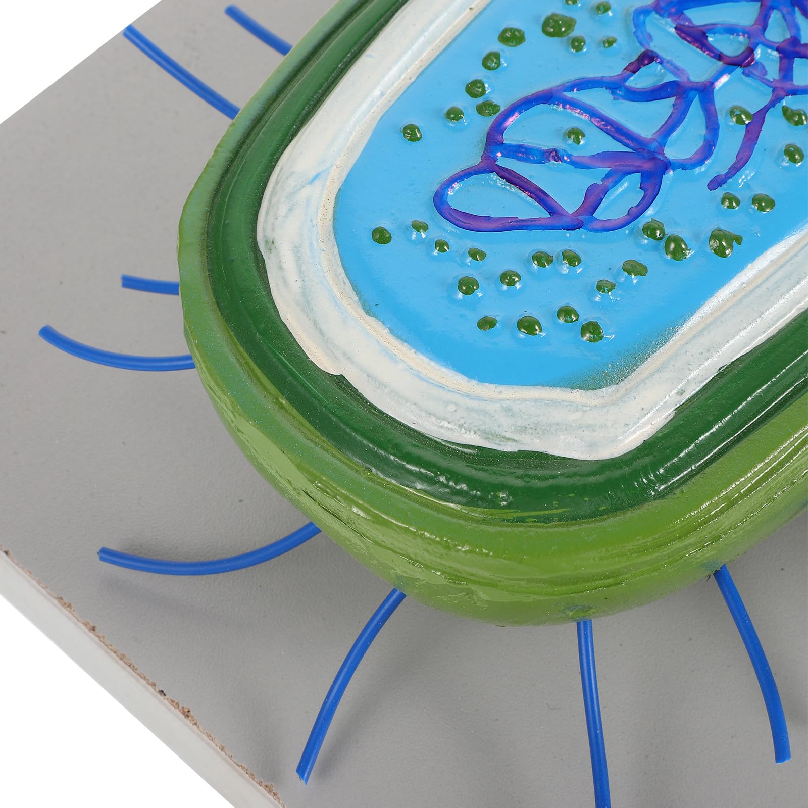 Cellulare Anatomico Microbiologico Ingrandito per Insegnamento Biologico Scolastico, Sussidio Didattico Scientifico per Laboratori e Aula di Biologia