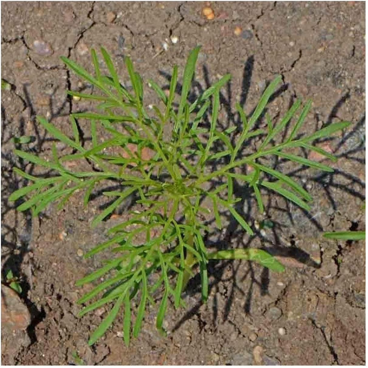 Everwilde Farms - 1 Lb Picotee Cosmos Wildflower Seeds - Gold Vault