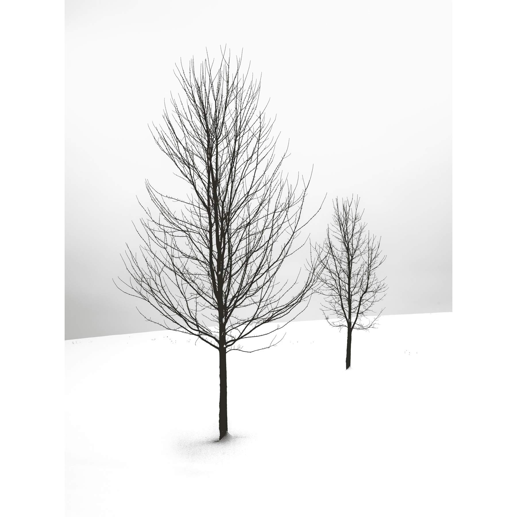 Artery8 Two Silhouette Trees WInter Landscape Photo Large Wall Art Poster Print Thick Paper 18X24 Inch