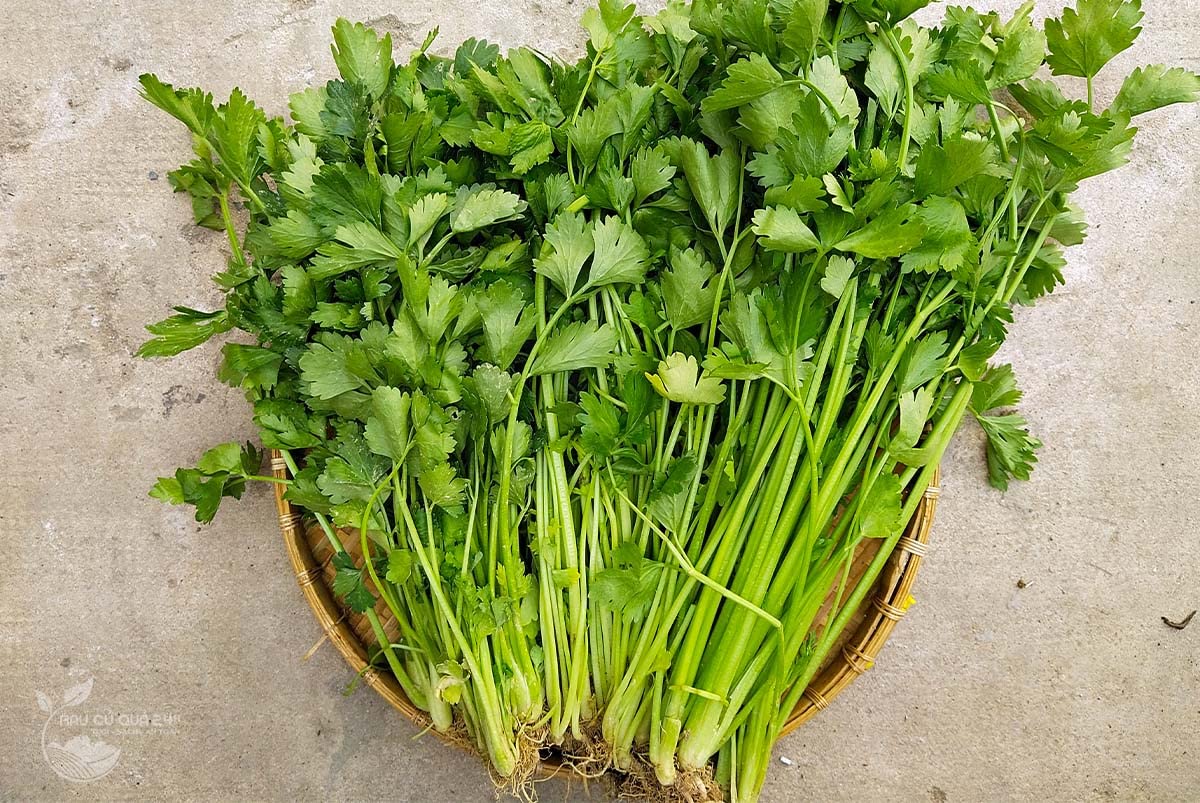 800 Chinese Celery/ hạt rau cần tàu ( cần ta)