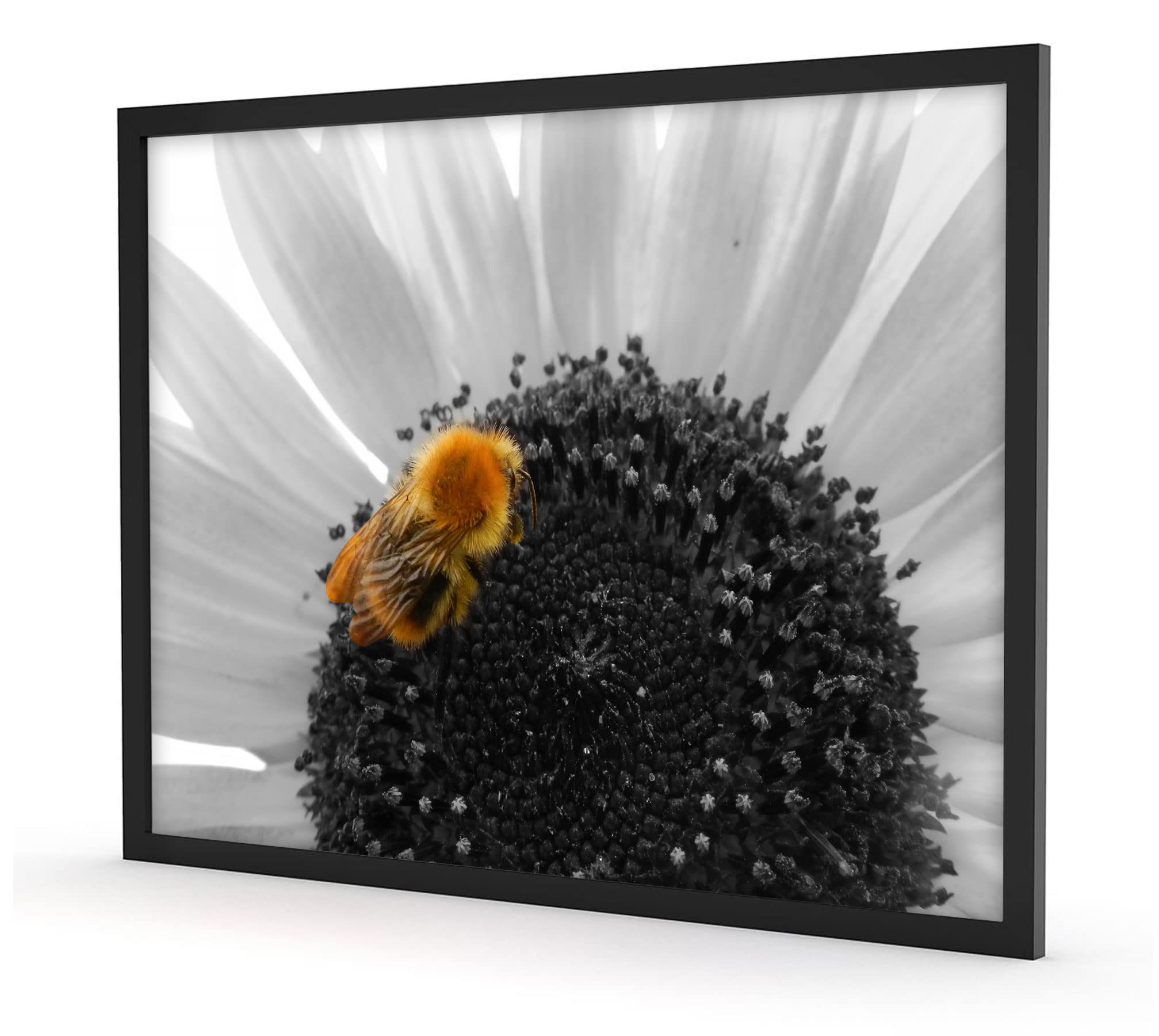 Graziosa ape su grande girasole, poster in cornice, formato: 80 x 60 cm, stampa artistica incorniciata