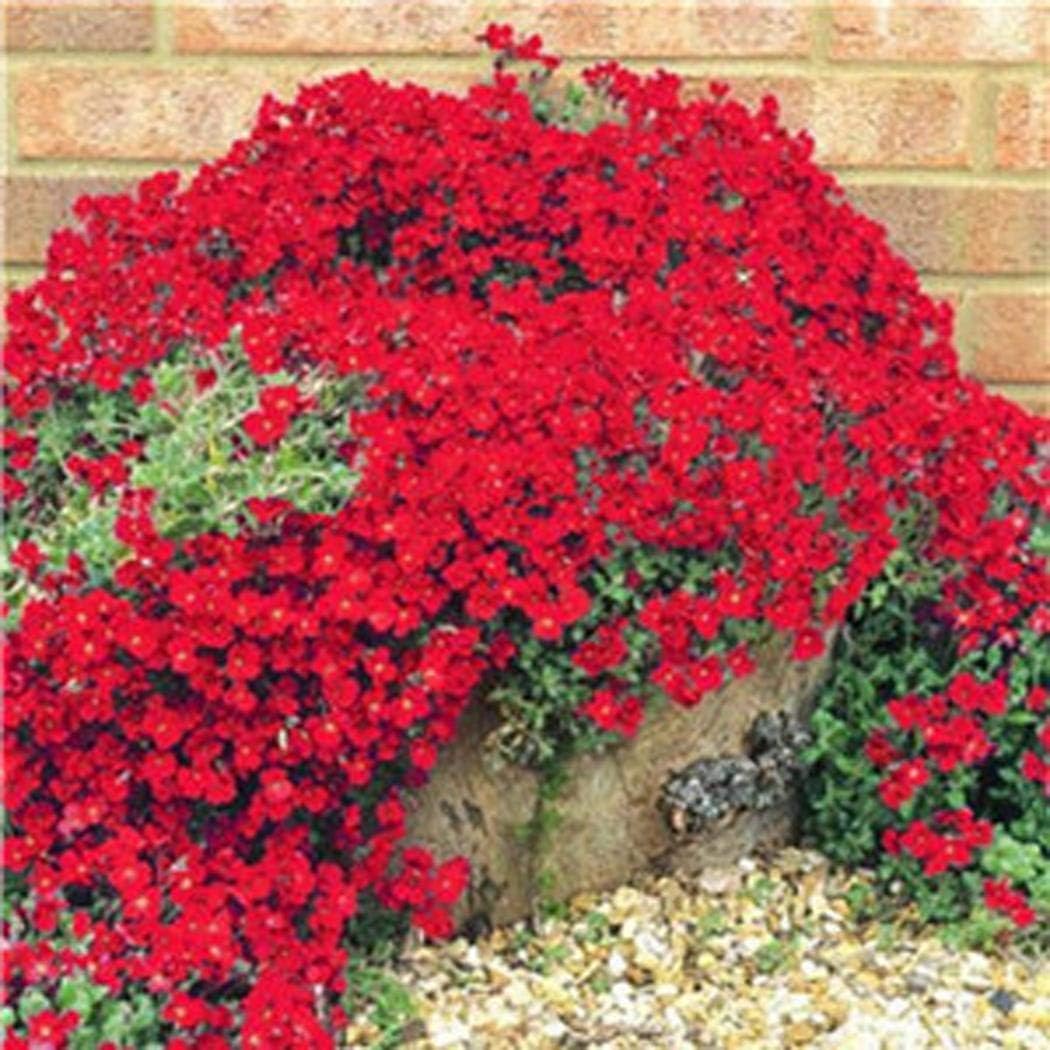 Znadna Seed - Scented Long-haired Mountain Thyme Seeds Sand Thyme Creeping Carpets Groundcover Perennial Flowers Stonecrop Seed Hardy Perennial