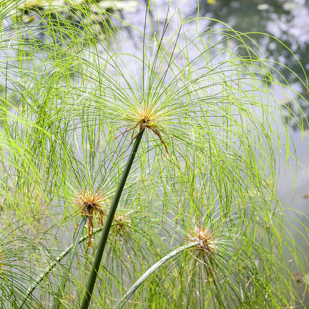Cyperus Papyrus Pflanze Samen - Seltene Pflanzenserie - Hochbeet Balkon  Robuste Balkonpflanzen Winterhart Balkon Deko Exotische Pflanzen  Zimmerpflanze Winterharte Stauden Mehrjhrig 150 Stck : Amazon.de: Garten