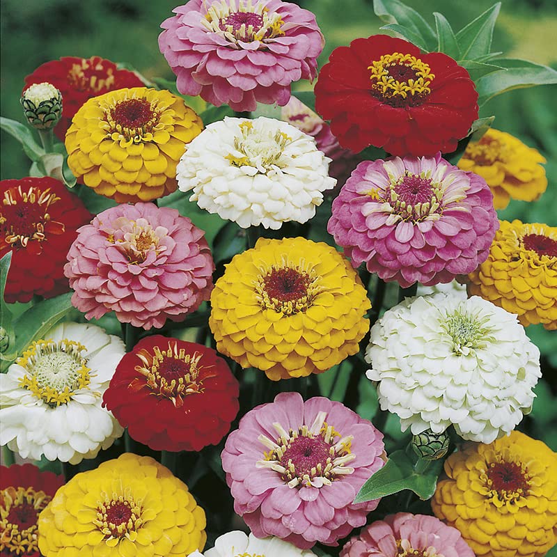 Rare Exotic " Oklahoma Mix " Zinnia Flower 30 Seeds Pack for growing-image-34