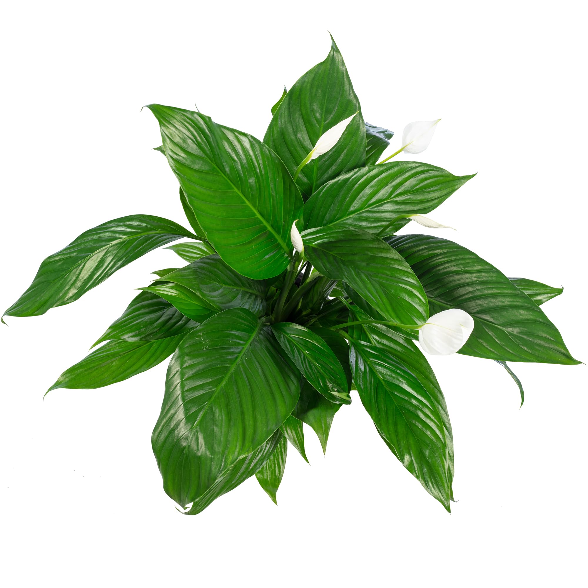 Une feuille avec 4-8 fleurs/bourgeons – véritable plante d’intérieur, spathiphyllum – hauteur env. 70 cm, diamètre du pot 17 cm