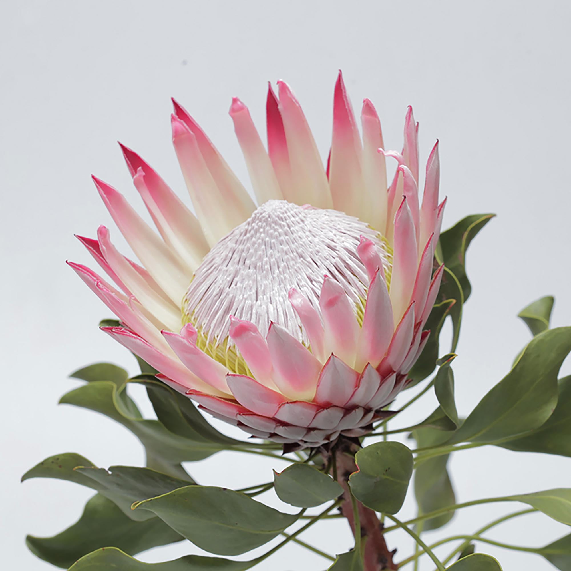 QAUZUY GARDEN60 pcs Protea Flower Seeds for Planting, Heirloom Big Flowers Ornamental Plants for Indoor and Outdoor Decor