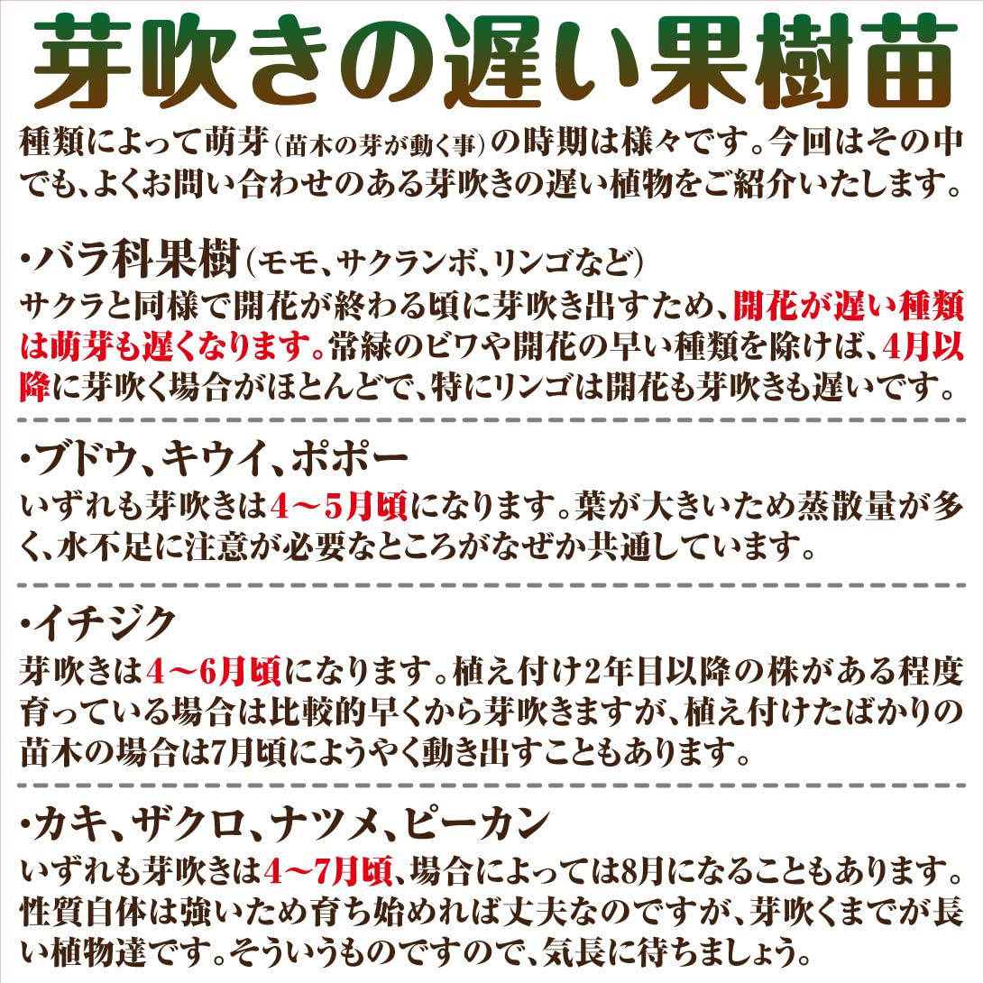 Amazon.co.jp: 果樹苗 ナツメ 無核大金絲棗 1株 / 国華園 25年秋商品