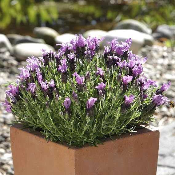 Eden Brothers Lavender Seeds (Spanish) - Bandera Purple