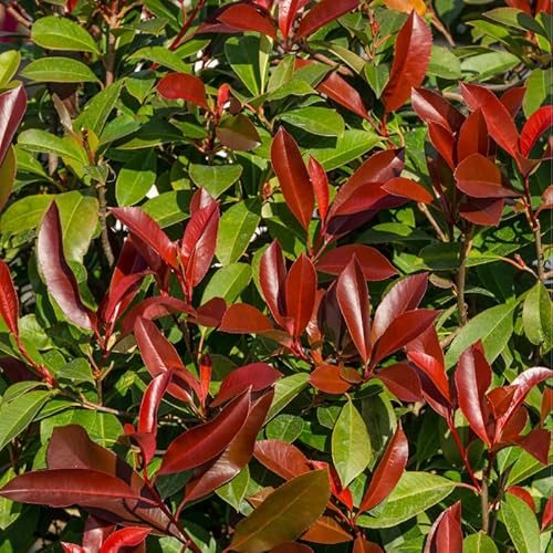 Photinia Nain Red Robin - Photinia Fraseri Little Red Robin 30cm 25cm en 25 cm Pot - Plante - Hauteur 25 cm