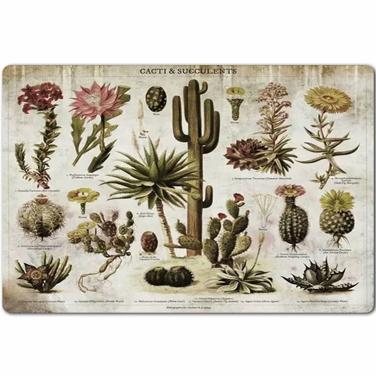 peiyeety Succulents Chart Posters Cacti & Succulents Metal Signs Room Decor Retro Garden Club Wall Decor Home Printing Plaque es 8"x12"