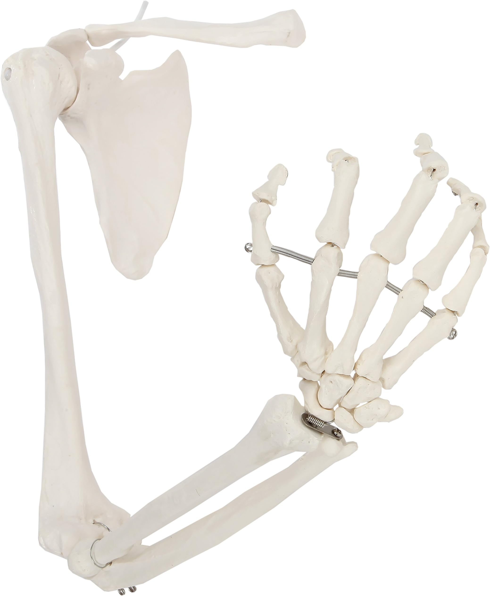 Human Right Arm Skeleton Model, Accurate Skeleton Model, Arm Model Posable Skeleton Hand, Includes Arm Bone Plus Clavicle, Scapula and Articulated Hand Bone Model, Product Manual