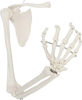 Axis Scientific Human Right Arm Skeleton Model, Accurate Skeleton Model, Arm Model Posable Skeleton Hand, Includes Arm Bone Plus Clavicle, Scapula and Articulated Hand Bone Model, Product Manual