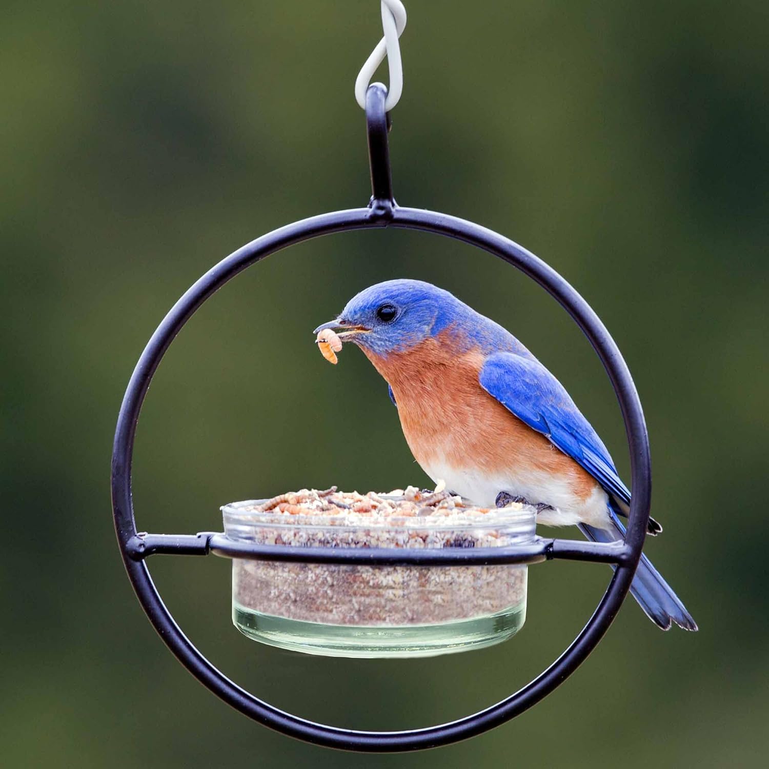 Hummble Basic Bird Feeder, M045-200, 3.4 Ounce Capacity, Clear, 1 Piece