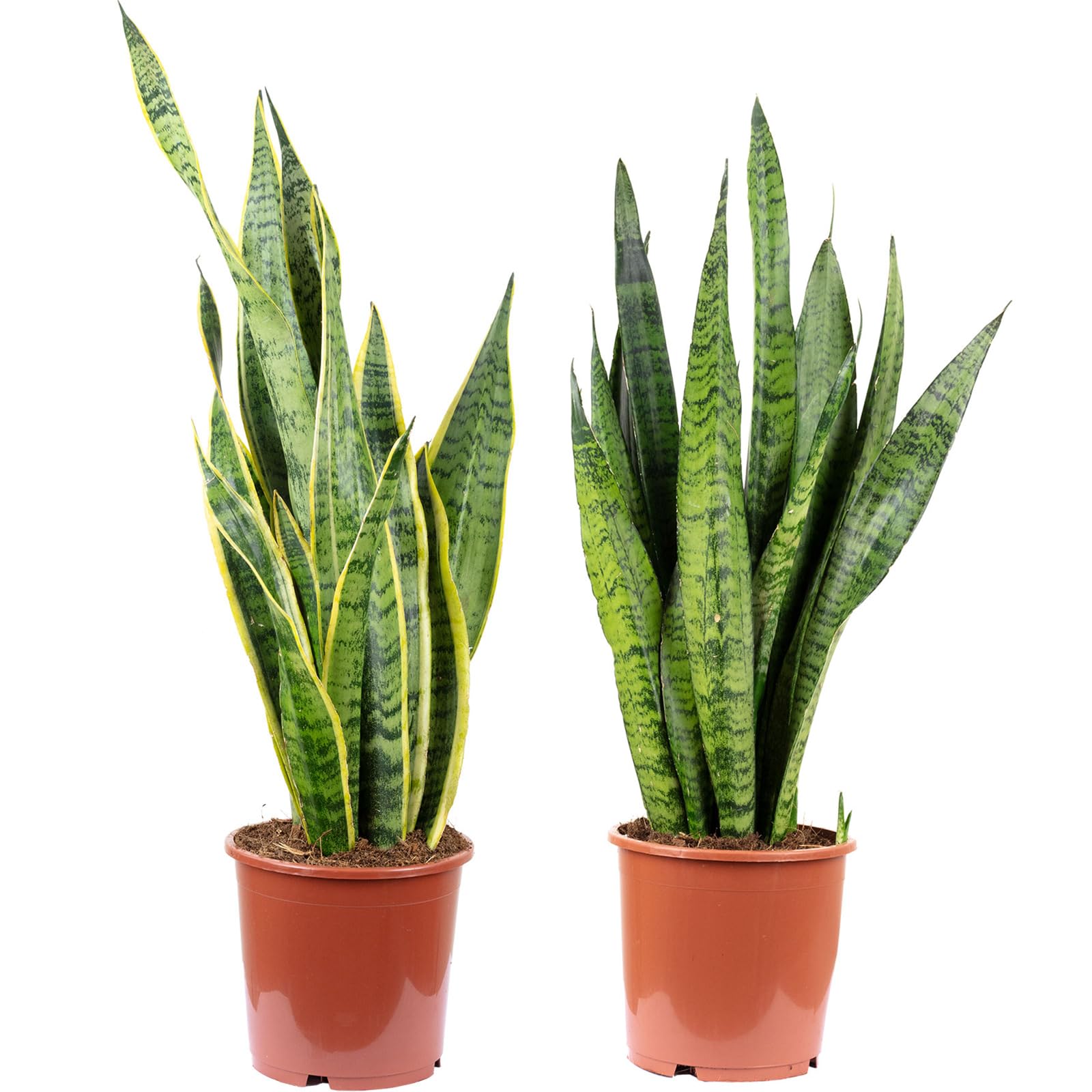 2 x cáñamo arco, plantas de interior fáciles de limpiar, 1 x Sansevieria zeylanica y 1 x Sansevieria trifasciata 'Laurentii' – Altura aprox. 65 cm, maceta-? 17 cm
