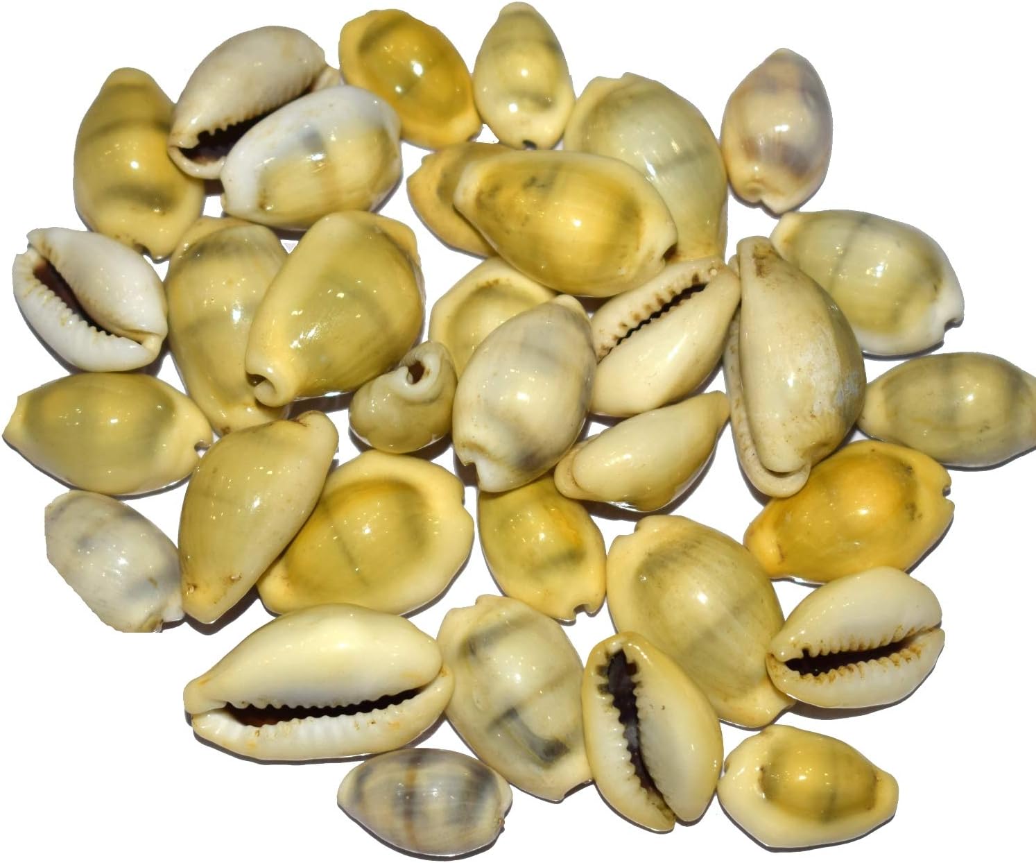 21 x YELLOW COWRIE SHELLS Pooja Puja Kawdi Mahalaxmi Vishnu Hindu - 21 pcs