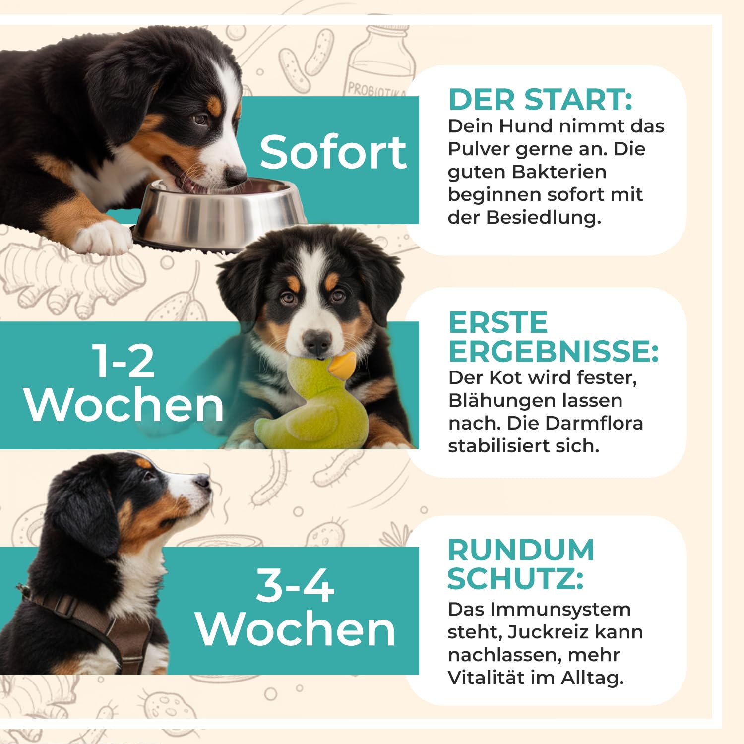 Probiotika Pulver für Hunde – paselo® Darmflora+ unterstützt Verdauung – 2 Stämme Probiotika & Präbiotika – ideal bei Sodbrennen beim Hund, weichem KOT oder Grasfressen