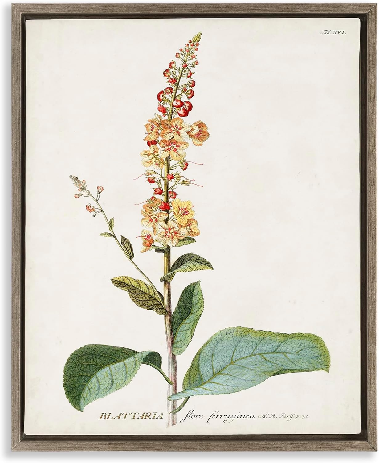 Stupell Industries Scientific Botanical Plant Framed Floater Canvas Wall Art by Unknown