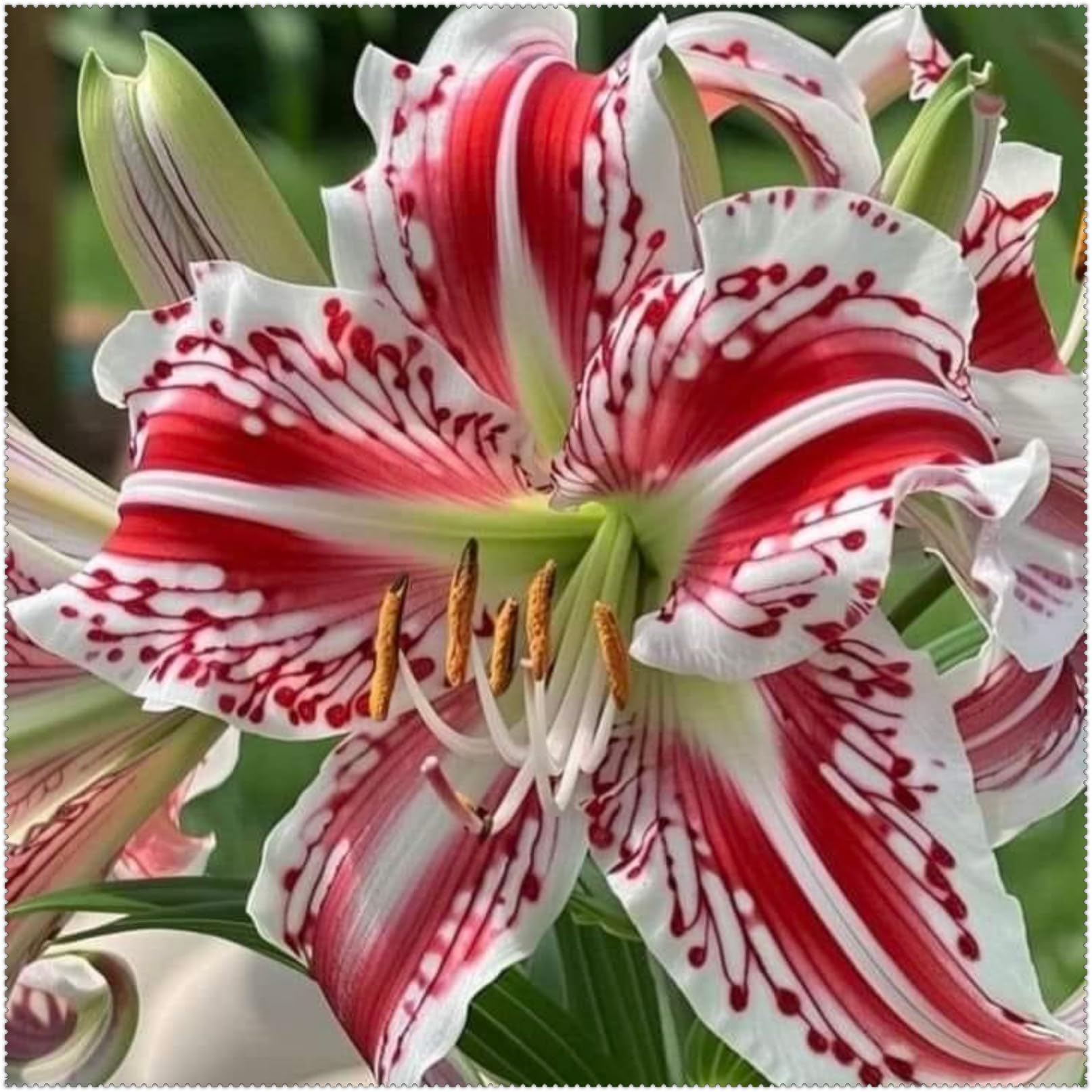 Ideale Seltene Lilium/Lilien, üBerraschend Wachsend, Lange BlüTezeit, Kältefeste Gartenoase﻿, Gartende Seltene-10zwiebeln-F