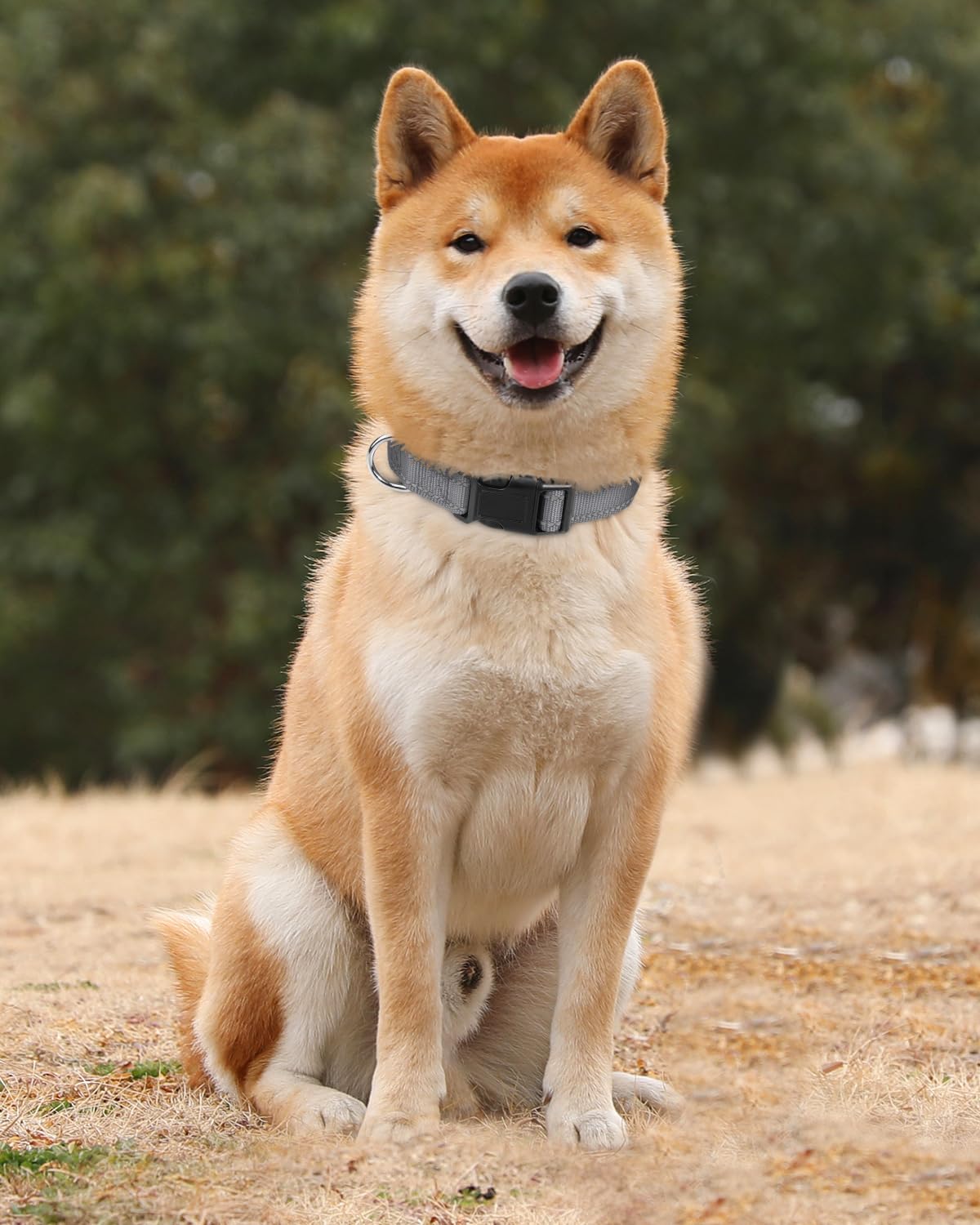 TagME Collare per Cani in Nylon Riflettente, Fibbia Staccabile Durevole, Collari Di Sicurezza Regolabili per Cani Di Taglia Media, Grigio, Larghezza 2.5 cm
