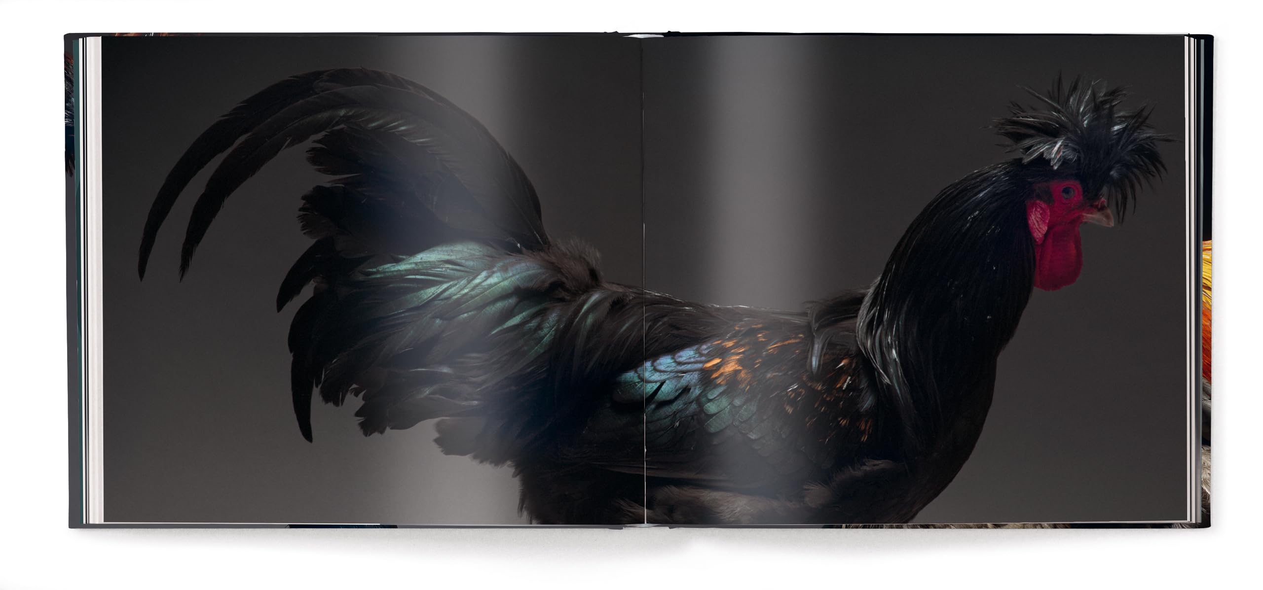 Gefiederte Eleganz: Eine fotografische Hommage an das Huhn