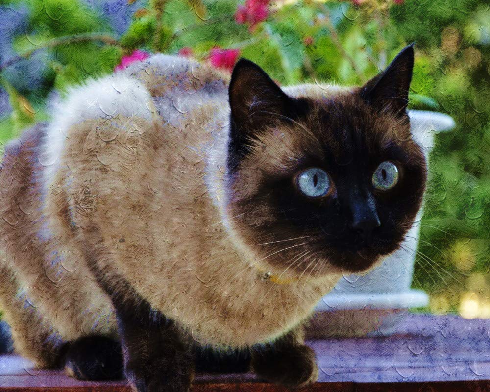 Diy Broderie Diamant Peinture Style Animal Chat Siamois Noir Et Blanc Se Tenant Sur Le Rebord De La Fenêtre Foret Rond 50X60 Cm Soulager L'Anxiété Et Explorer La Créativité