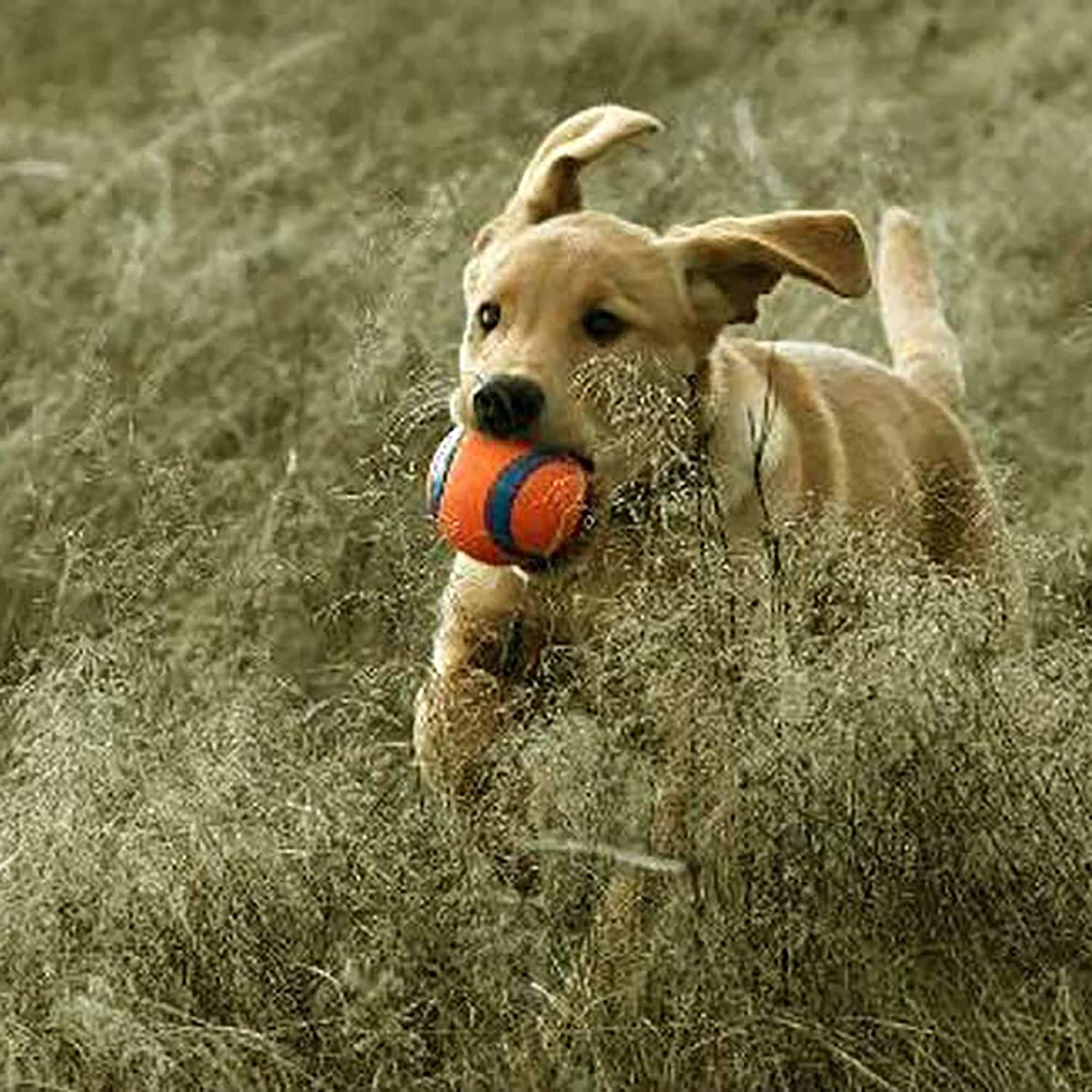 Chuckit! Ultra Ball XL Lot de 2 Jouets pour Chien 2 x 9 cm 1 Paquet 2 x XL (9 cm)