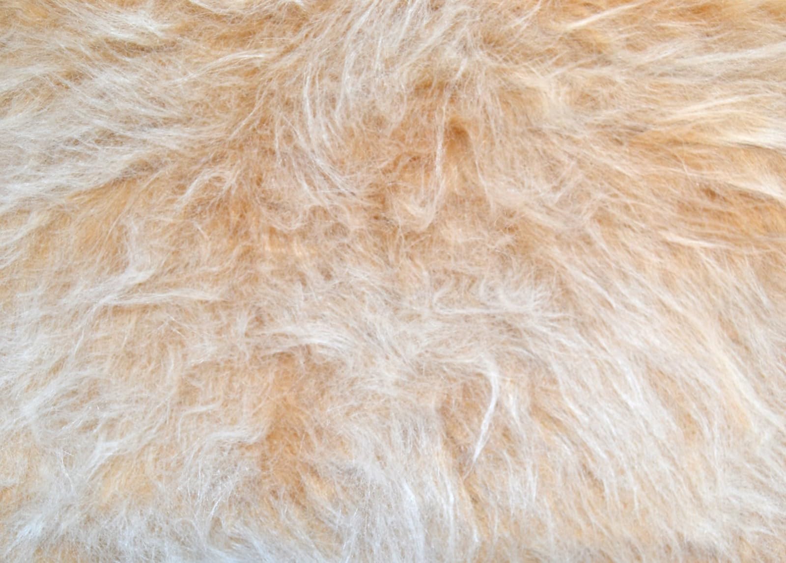 celloexpress Camel Frost Long Pile Fur - 75mm Pile Teddy Bear & Soft Toy Making Faux Animal Fabric (1/2m - 50cm x 140cm)