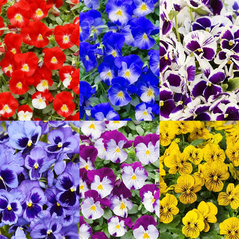 1100+ Mixed Pansy Seeds for Planting - Viola Pansy Seeds Non-GMO Heirloom Flower Seeds Attract Butterflies & Open Pollinated