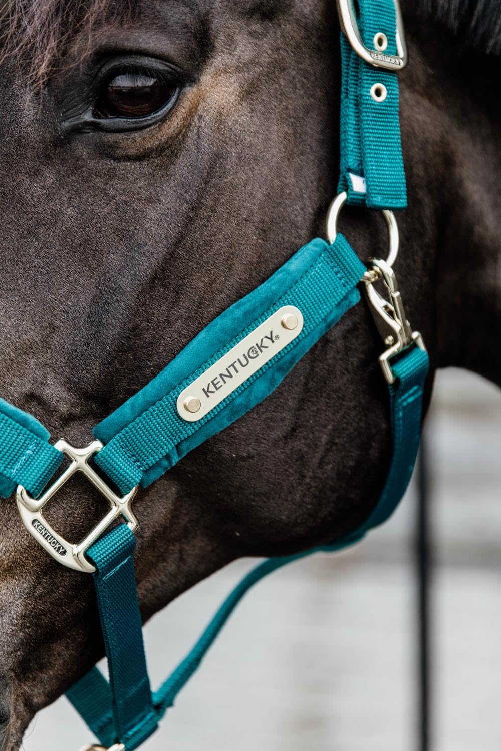 Kentucky Horsewear Cabestro de terciopelo, tamaño: Cob, color Kentucky Horsewear:esmeralda