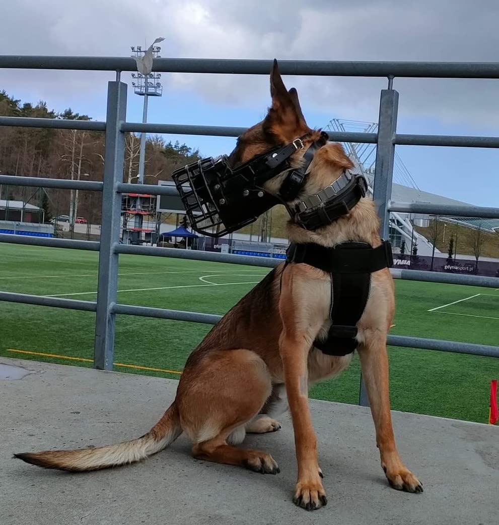 Bozal de metal de goma Dingo Gear para Malinois | Profesional, cómodo, universal, largos paseos S03048