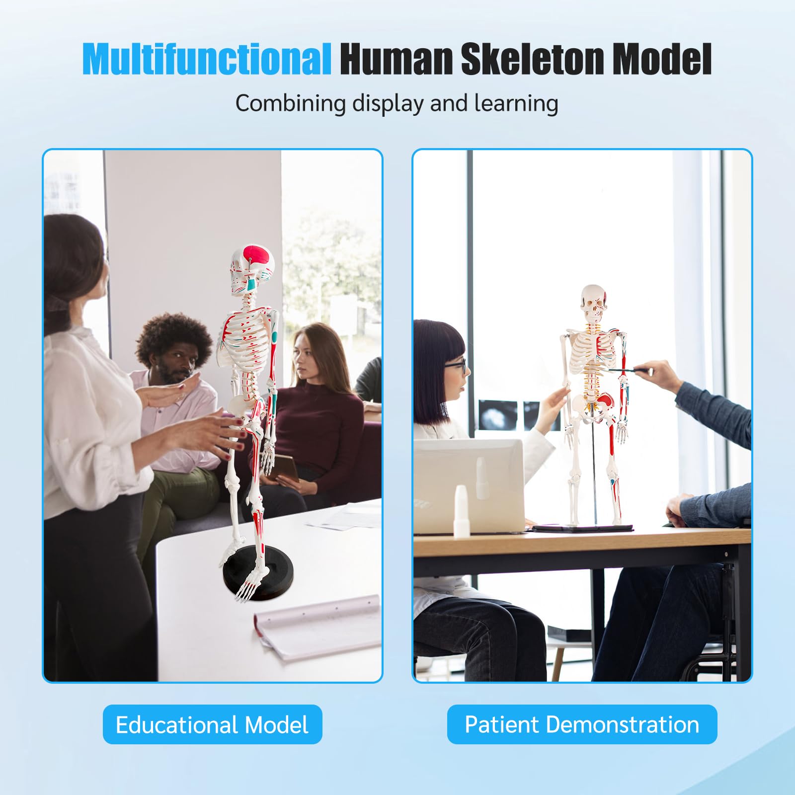 Mini Skelett 85cm mit Muskelfärbung, Kleines Skelett Anatomie Modell, Stehendes Menschliches Skelett-modell für Studenten bzw Medizin Studium (Skelett Farbig 85cm)