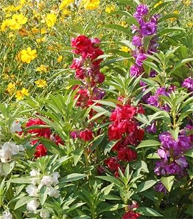 Rare Flower Seeds Impatiens balsamina 100+ Camilia Balsam Flower Seeds