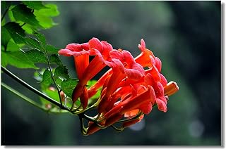 Kyushu Garden Plant Seeds Rare Trumpet Hummingbird Vine Scarlet Campsis Radicans Seeds