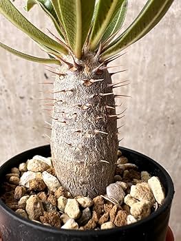 【現品】パキポディウム・ロスタツム・カクチペス　5号　６E番 パキポディウム ロスラーツム カクチペス Pachypodium rosulatum
