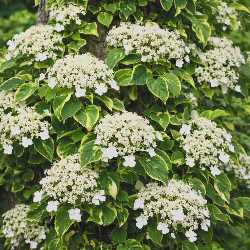 Hydrangea ‘Mirranda’ Live Variegated Climbing Vine – Rare Self-Clinging Hydrangea – Large White Lacecap Flowers – Hardy Shade Vine – 4” Pot