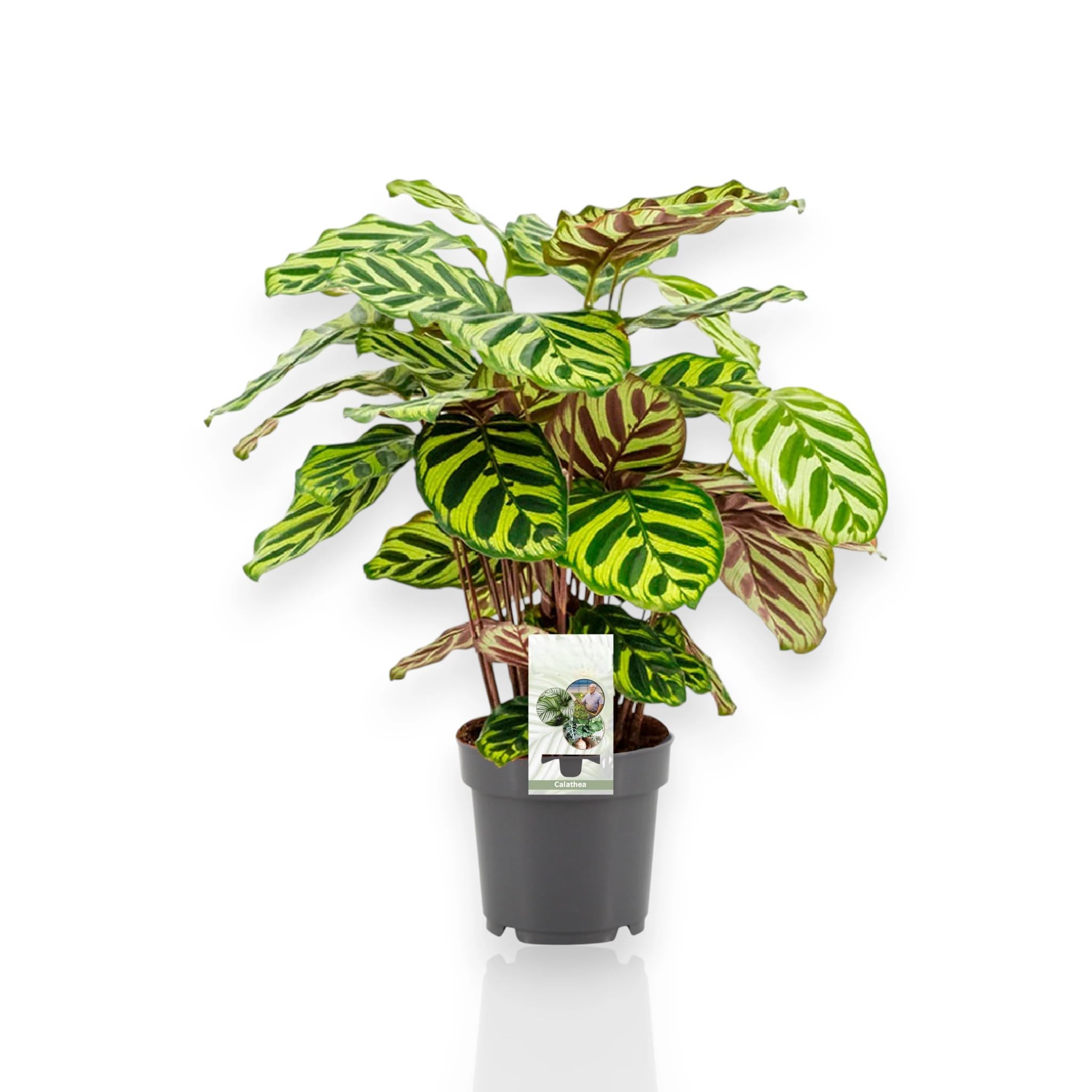 Calathea ‘Makoyana’ – Pianta da interno vera, pianta tropicale ornamentale, vaso da 17 cm, foglie decorate effetto pavone (65 cm)