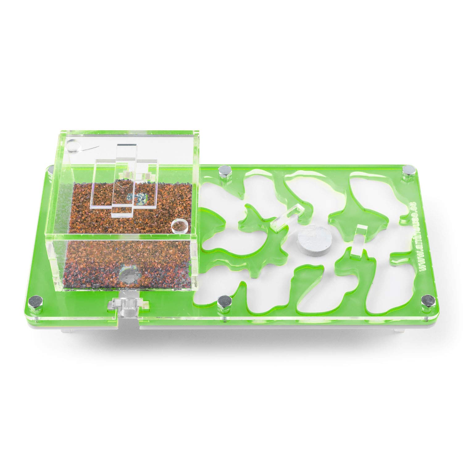 AntHouse - Formicaio Acrilico NaturColor 20x10x1cm - con Sistema di umidità Fungo (Formiche Incluse) - Verde