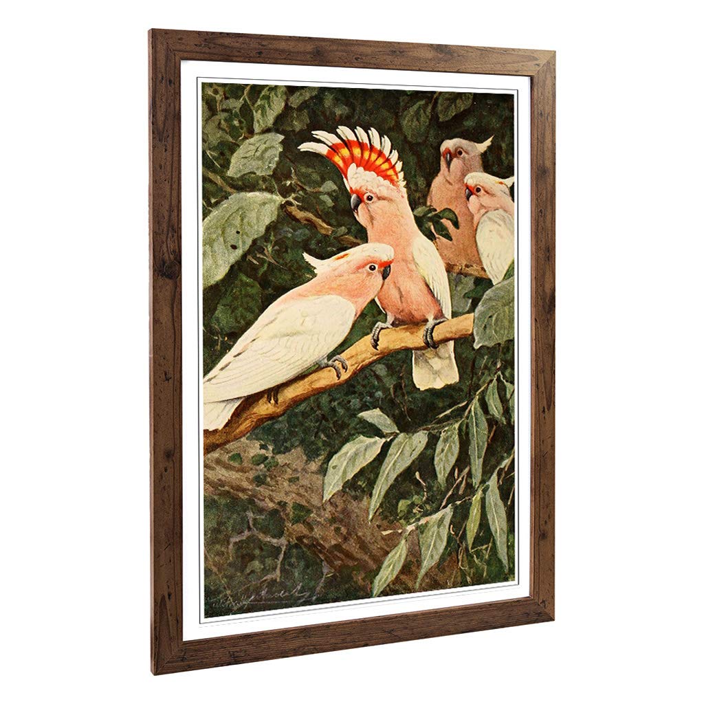 Big Box Art Framed Print of Vintage W Kuhnert Major Mitchell's Cockatoo Design | Wall Art Picture | Home Decor for Kitchen, Living Room, Bedroom, Hallway, Walnut, A2 / 24.5x18 Inch / 62x45cm